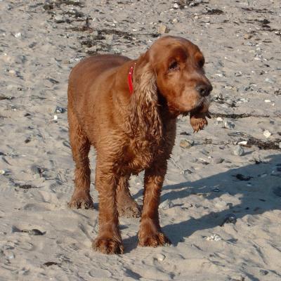 robin der schwimmer.jpg